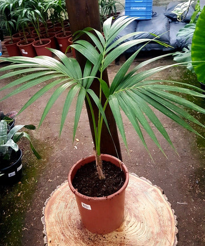 Palmera Kentia !! 3