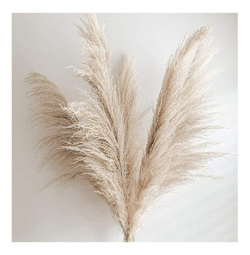 Pack of 5 XL Pampa Grass Dry Flowers - Free Shipping to Caba 1