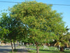 Acacia Visco Viscote Arbol Nativo 1