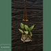 Handmade Macrame Hanging Plant Holder with Wooden Beads 10