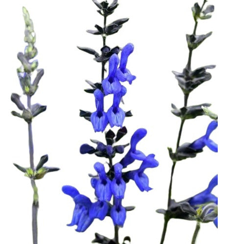 Salvia Azul Salvia Guaranitica Planta Nativa Atrae Colibríes 0