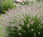 Pennisetum Fuzzy Ornamental Grass! 1