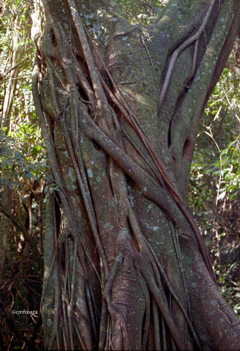 Higuerón Agarrapalo Ibapoy Ficus Luschnathiana Árbol Nativo 0