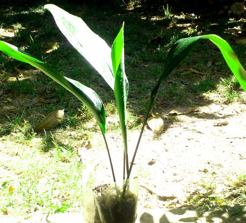 Planta De Interior Aspidistra Oreja De Burro 1