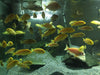 Combo 10 Ciclidos Afr Limon Labidochromis Caeruleus Malawi 3