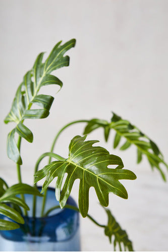 Binah Deco 7 Branches of Philodendron 69 cm 4