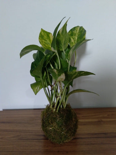 Ohana Arte Natural Kokedama Potus - Indoor Plant 1