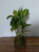 Ohana Arte Natural Kokedama Potus - Indoor Plant 1