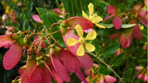 Flor De Mariposa Heteropterys Glabra Planta Nativa 1