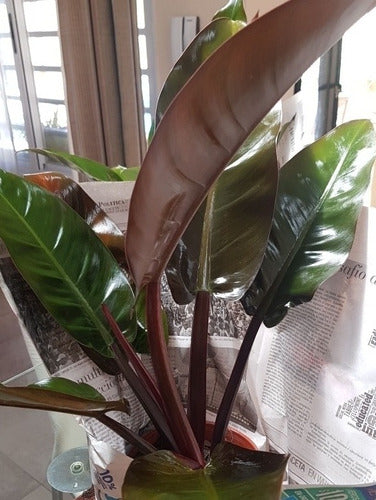 Philodendron Black - Filodendros 4