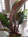 Philodendron Black - Filodendros 4