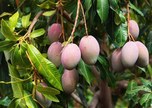 Grafted Mango Tree 6