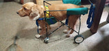 A Mimir Large Orthopedic Cart for Dogs, 30 to 50 kg 7