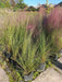 Muhlenbergia Capillaris Pink Flowering Grass Plant 1