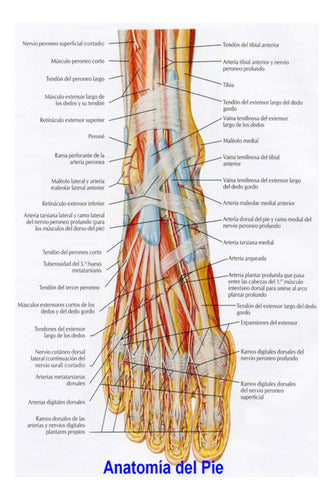 Anatomía Del Pie Humano - Miología - Lámina 45x30 Cm. 0