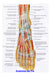 Anatomía Del Pie Humano - Miología - Lámina 45x30 Cm. 0