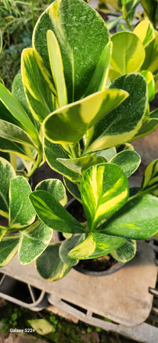 Clusia Fluminensis  Variegada, Novedad ! 1