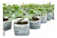 Polietileno Obelisco White Nylon Planters 50 L - Garden Nursery Pack of 100 0