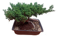 Bonsai Juniprerus Procumber 1