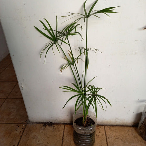 Planta Papiro Chileno En Maceta Descartable De 3 Litros 1