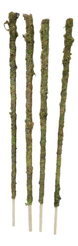 Prunus Pack X 4 Tutores Con Musgo Para Plantas 50/60 Cms 0