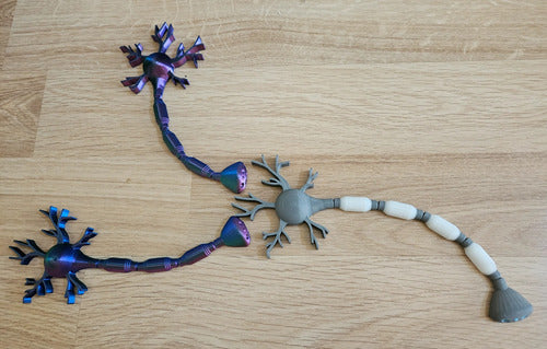 Impre3Dsionante Articulated Educational Neuron/Biology 1