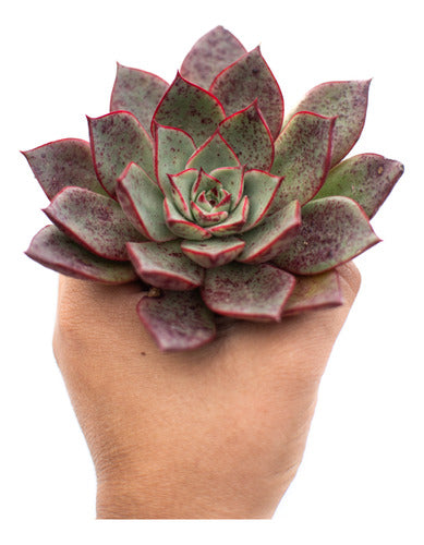 Echeveria Paso Doble Suculenta Colección Maceta Nº 8 0