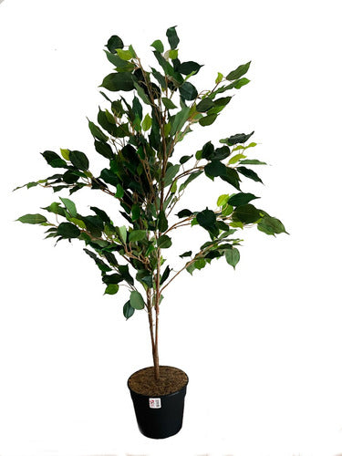 Planta Ficus De Aproximadamente 120 Cm 0