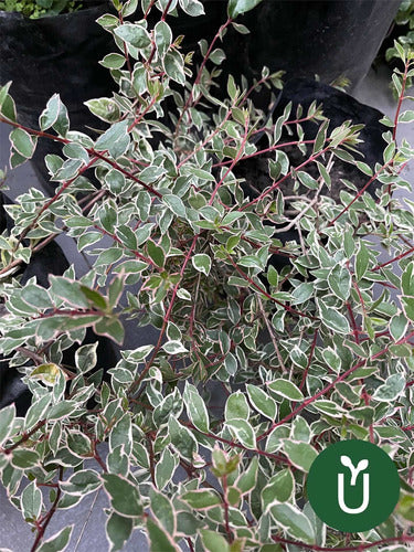 Planta Abelia Variegada - Ideal Jardines - Envíos 5