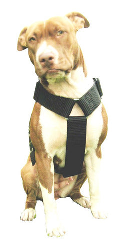 FTZ Pit Bull Collar Halti Harness Dog Leash 0