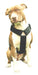 FTZ Pit Bull Collar Halti Harness Dog Leash 0