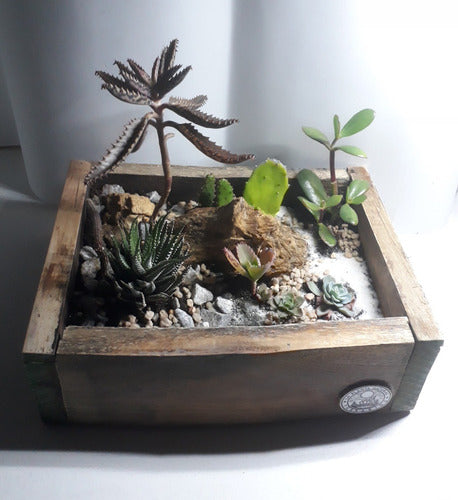 La Planta Natural Terrarios Box Madera Grande 0