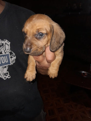 Dachshund Salchicha Mini Female 60 Days 0