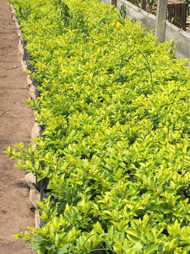 Duranta Plants in 3L Pot 0