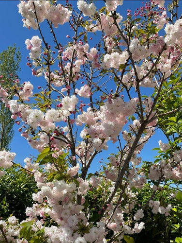 Cerezo Sakura Japonés 2.20m De 5 Años Z/floresta 6