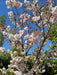 Cerezo Sakura Japonés 2.20m De 5 Años Z/floresta 6