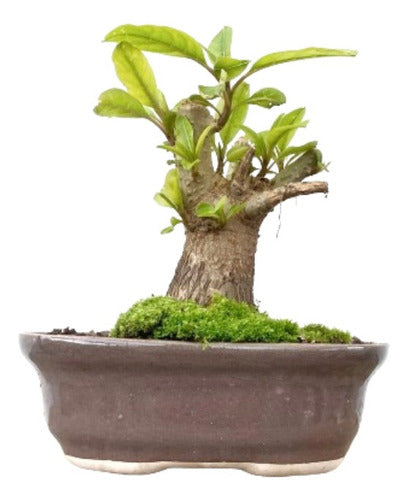 Arteenbonsai Ombu Palo Borracho Ficus Árbol De La Vida Pino 2