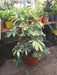 Planta Aralia Variegada- Naturaleza Activa 1