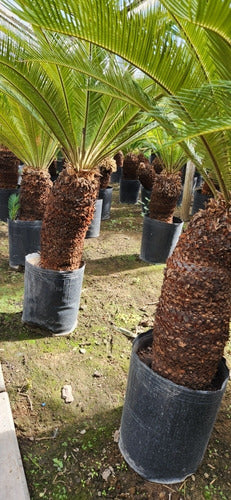 TROPICA Cycas Espectaculares !!  Varios Tamaños ! Unicas ! 1