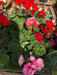 Promo 15-Plant Multicolor Malvon Box ~ Assorted Colors ~ 2