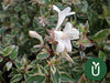 Planta Abelia Variegada - Ideal Jardines - Envíos 7