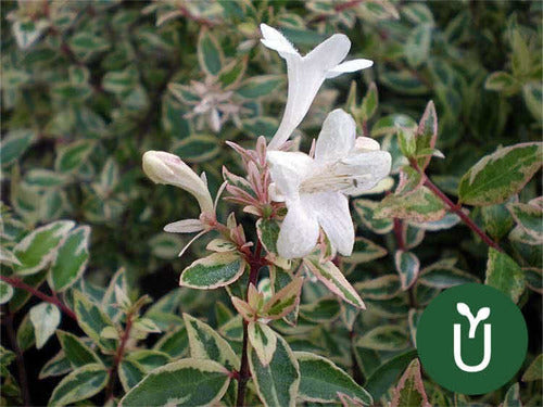 Planta Abelia Variegada - Ideal Jardines - Envíos 7