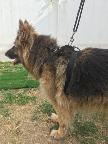 DudiMascotas Pretal Arnés Reforzado A Medida Perros Grandes + Cinturon 2