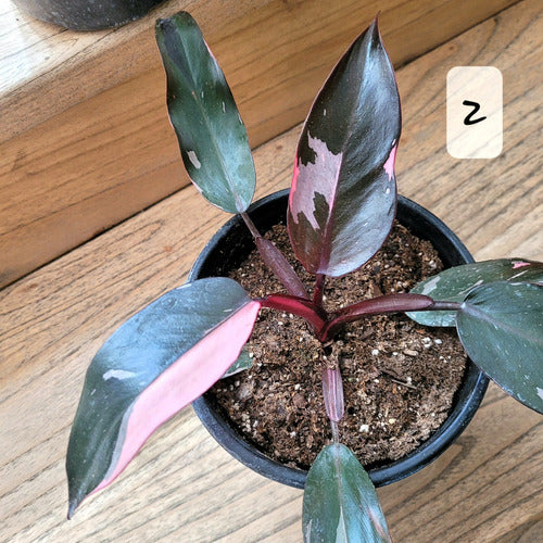 Philodendron Pink Princess 4