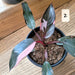 Philodendron Pink Princess 4