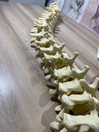 3D Printed Articulated Spine Model - Full Size 2
