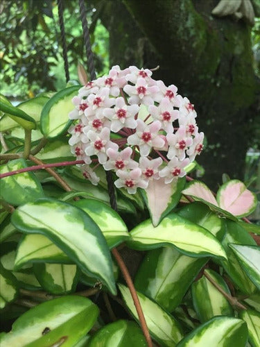 TROPICA Hoya Carnosa Variegata 2