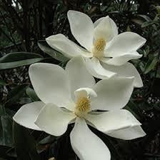 Magnolia Grandiflora 1.5-1.80m - Decojardin Nursery Tailored to You 4