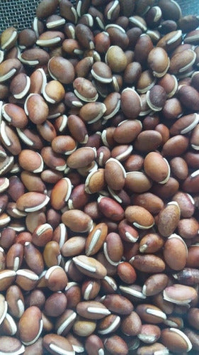 Semillas Chaucha Japonesa - 30 Seeds 0