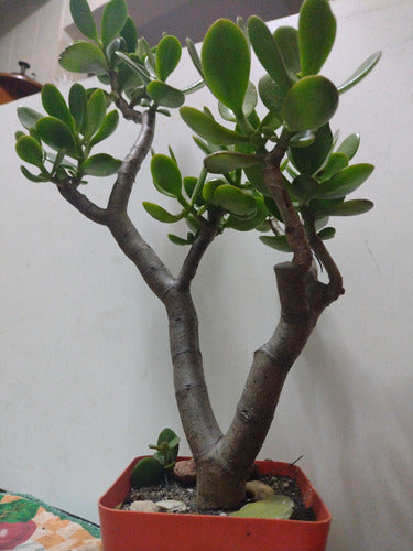 Árbol De Jade Crassula Ovata 3